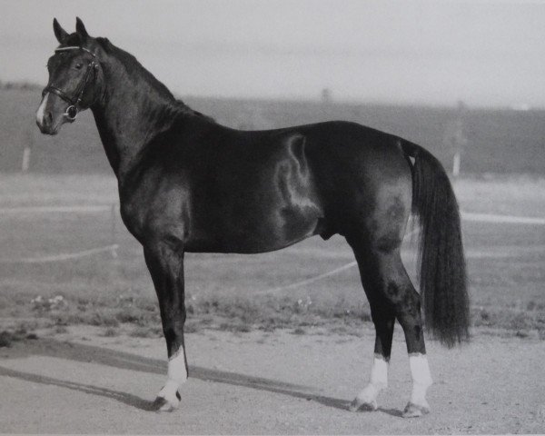stallion Casco (Sachs-door. Heavy Warmbl., 2017, from Capitano)