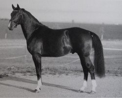 Deckhengst Casco (Sächs.-Thür. Schweres Warmbl., 2017, von Capitano)