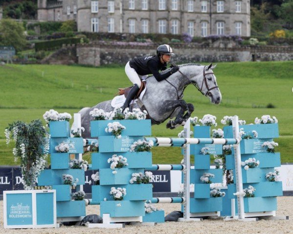 jumper One Ruby (anglo european sporthorse, 2016, from Cicero)