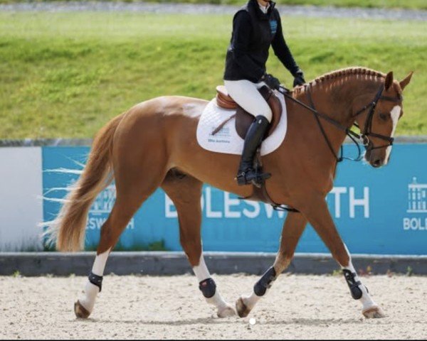 jumper Compton Park (anglo european sporthorse, 2017, from Tangelo van de Zuuthoeve)
