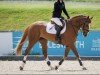 jumper Compton Park (anglo european sporthorse, 2017, from Tangelo van de Zuuthoeve)