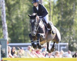 Springpferd Cico G Z (Zangersheide Reitpferd, 2016, von Cicero Z van Paemel)
