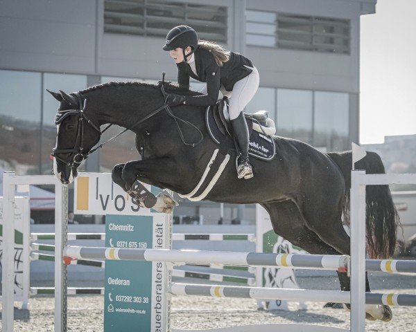 Springpferd Lorana 21 (Holsteiner, 2018, von Clarksville)