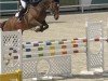 Springpferd Viva (Schwedisches Warmblut, 2012, von Vivaldi K)