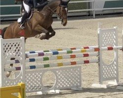 jumper Viva (Swedish Warmblood, 2012, from Vivaldi K)