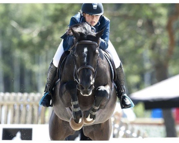 horse Senore Don Carlo (Swedish Warmblood, 2004, from Dirco)