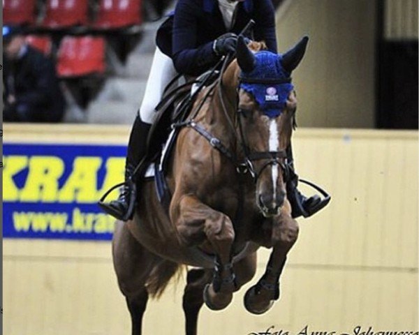 jumper Stella Q (Swedish Warmblood, 2007, from Maloubet de Pleville)