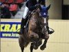 Springpferd Stella Q (Schwedisches Warmblut, 2007, von Maloubet de Pleville)