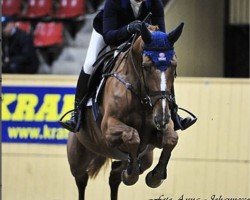Springpferd Stella Q (Schwedisches Warmblut, 2007, von Maloubet de Pleville)