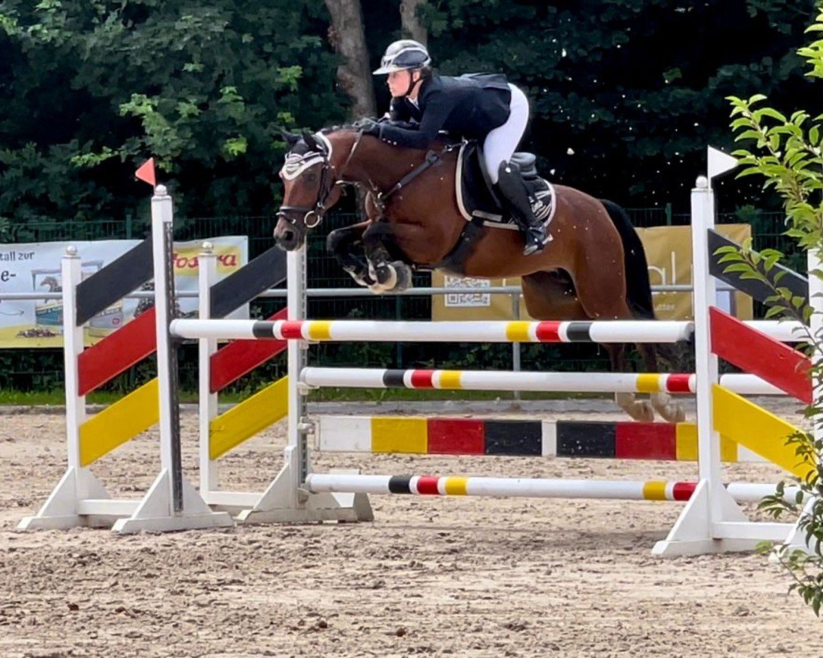 broodmare SM Little Diva (German Riding Pony, 2018, from Chattanooga)