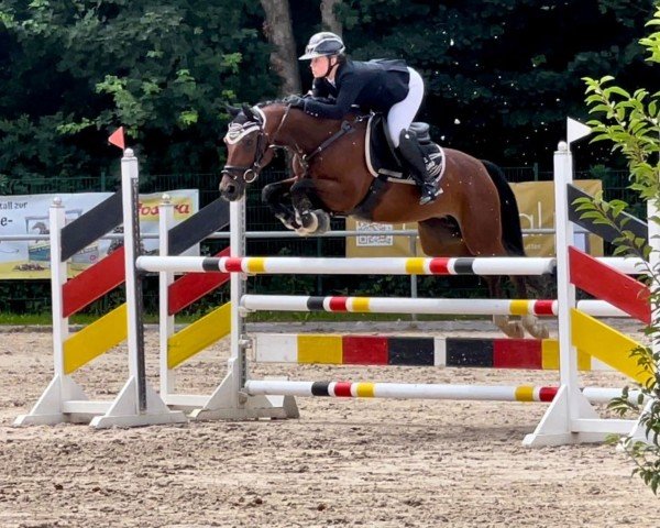 broodmare SM Little Diva (German Riding Pony, 2018, from Chattanooga)