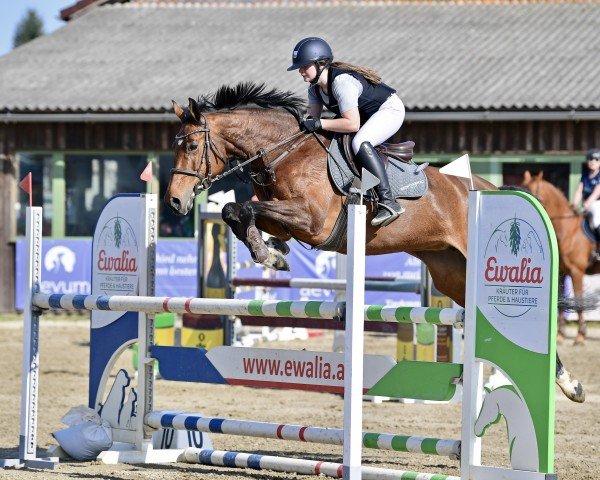 jumper Baghira 12 (Oldenburg show jumper, 2017, from Balou du Rouet)
