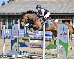 jumper Baghira 12 (Oldenburg show jumper, 2017, from Balou du Rouet)