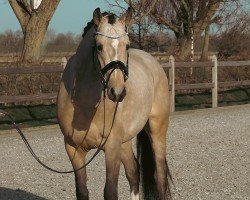 Dressurpferd Night Sky 6 (Deutsches Reitpony, 2021, von Neverland WE)