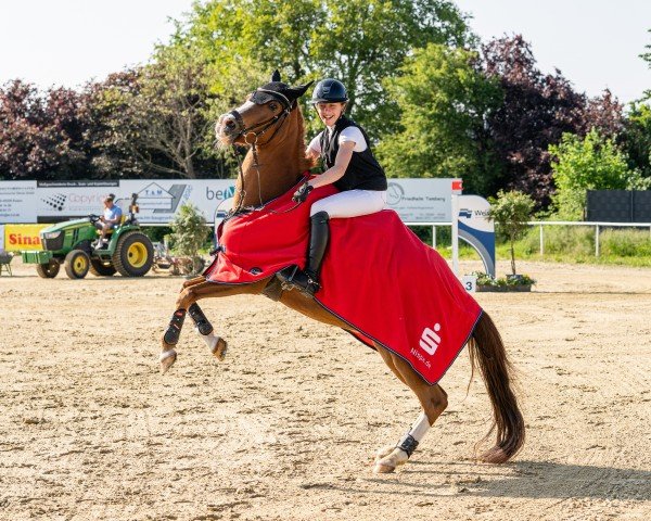 Springpferd Verity 4 (Deutsches Reitpony, 2010, von Van Heinrich)