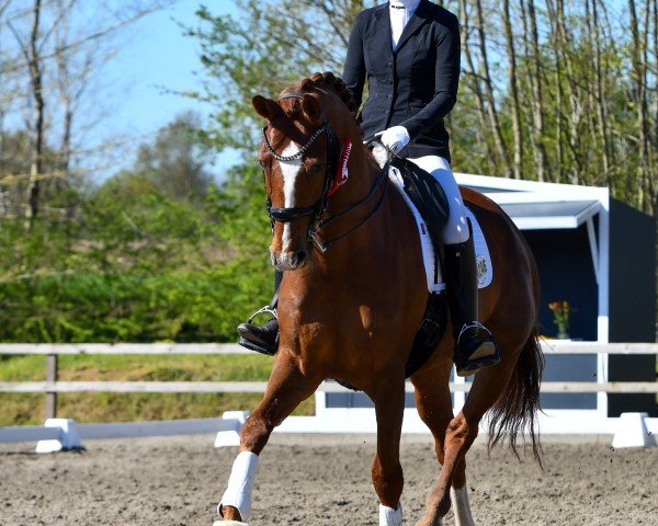 Dressurpferd Quantum B (Hannoveraner, 2015, von Quaterhall)