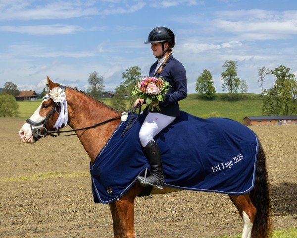 jumper Hindaco Delle Rondinelle CH (Freiberger, 2020, from Helvetica CH)