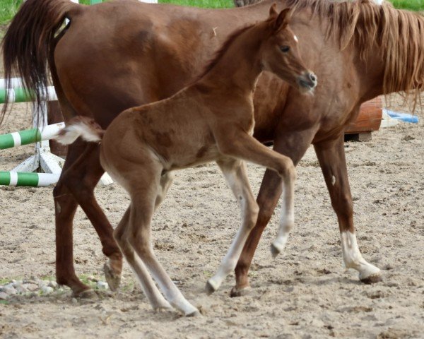 foal by Camar Qaracas (Arabian purebred, 2025, from Arian Shah ox)