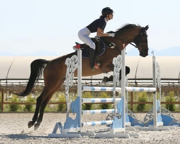 broodmare Catolibrina (Oldenburg show jumper, 2009, from Catox)