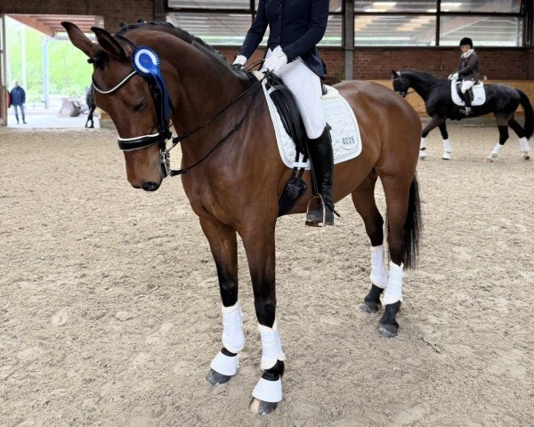 dressage horse Viva la Venia DS (Westphalian, 2015, from Vivaldi)