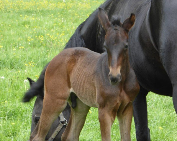 Fohlen von Moredo TS (Westfale, 2025, von Morrison)