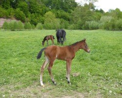 foal by Danny TS (Westphalian, 2025, from Danestos)