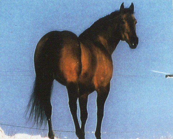 Pferd Just Colonel (Quarter Horse, 1987, von Just Plain Colonel)