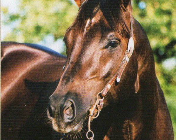 horse Ke Sorrel Peppy (Quarter Horse, 1998, from Keen Freckles)