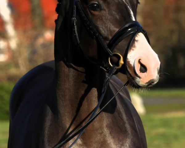 jumper Videlio 4 (German Riding Pony, 2021, from Vincenzo NRW)