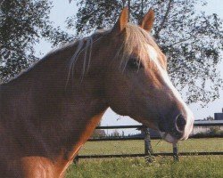 horse Magic Golden Power (German Riding Pony, 1995, from Black Magic Diamant)