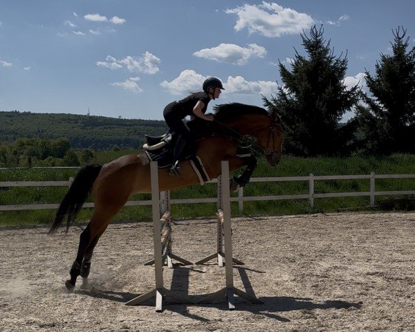 dressage horse Chacira P (German Sport Horse, 2019, from Chacfly PS)