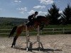 dressage horse Chacira P (German Sport Horse, 2019, from Chacfly PS)