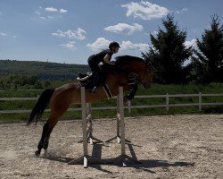 dressage horse Chacira P (German Sport Horse, 2019, from Chacfly PS)