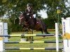 jumper Big Dream (German Riding Pony, 2002, from Branduardi M)