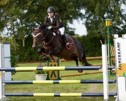 jumper Big Dream (German Riding Pony, 2002, from Branduardi M)