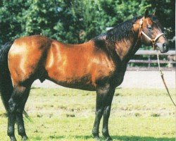 Pferd Listo Lena (Quarter Horse, 1988, von Doc OLena)