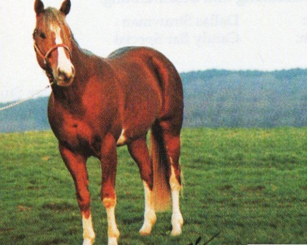 Deckhengst Mr Over Easy (Paint Horse,  , von Mr Small Town Jack)