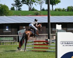 horse Zimba van de Ijsseldijk (Nederlands Rijpaarden en Pony, 2021, from Zodiak)