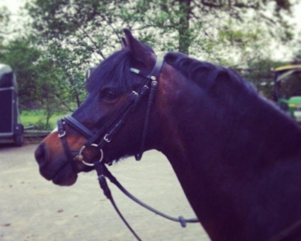 dressage horse Amaryllis M (Welsh-Pony (Section B), 2001, from Hondsrug Puccini)