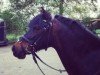 Dressurpferd Amaryllis M (Welsh Pony (Sek.B), 2001, von Hondsrug Puccini)