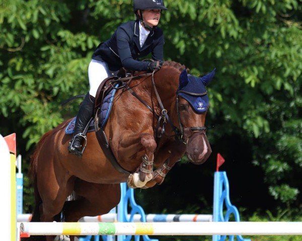 jumper Califee 3 (Holsteiner, 2014, from Calido I)