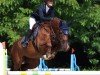 jumper Califee 3 (Holsteiner, 2014, from Calido I)