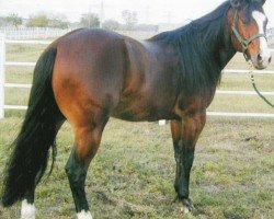 Pferd Jo Wise Er (Quarter Horse, 1997, von Watch Joe Jack)