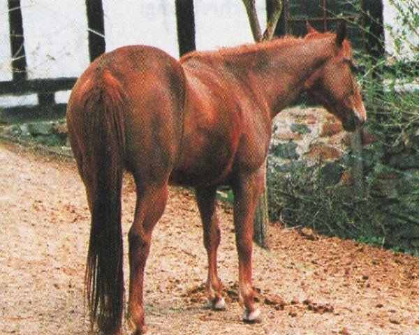 horse Kelly (Paint Horse, 1993, from Smooth Touch)