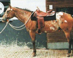 Pferd Rock A Rite (Appaloosa, 1987, von Rock Star)