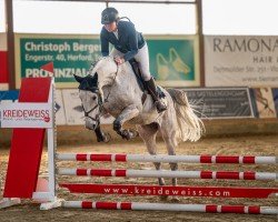 Pferd Cilver (Westfale, 2016, von Chiwago 5)