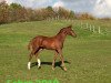 dressage horse Fahro 2q (Hanoverian, 2018, from Tannenhof's Fahrenheit)