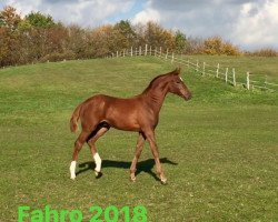 dressage horse Fahro 2q (Hanoverian, 2018, from Tannenhof's Fahrenheit)