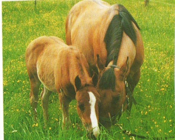 horse Maggy (Quarter Horse, 1987, from Doc's Mahogany)