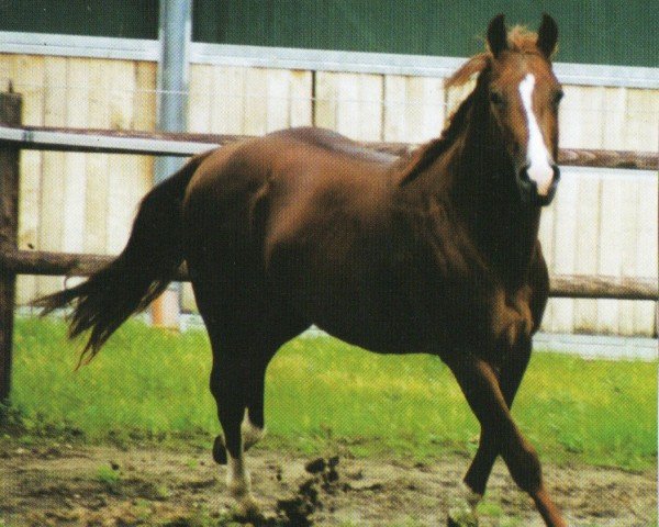 horse Little Mountain King (Quarter Horse, 1997, from Smartin Off)